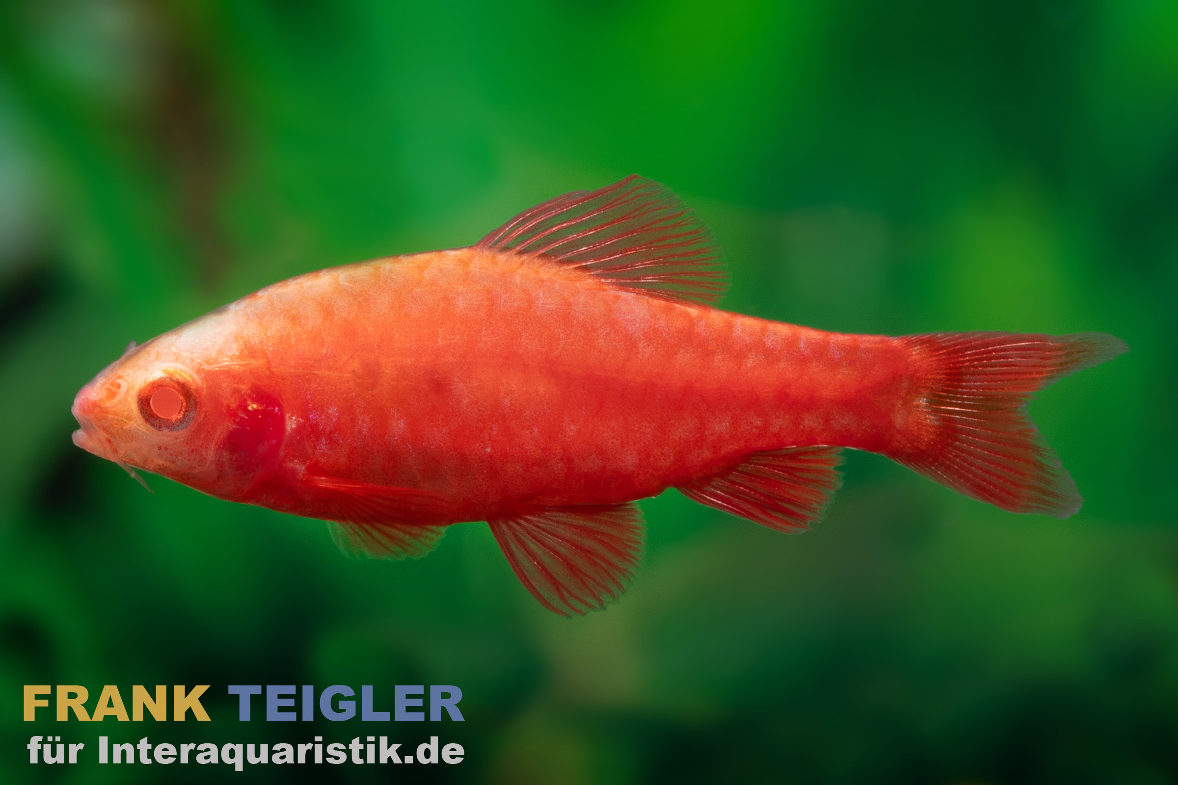 Albino Bitterlingsbarbe Super Red, Rohanella titteya